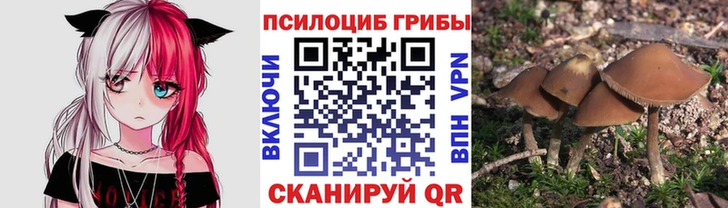 Купить закладки  Котлас  Псилоцибиновые грибы MAGIC MUSHROOMS 